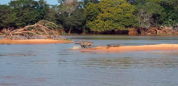 VIDEO: Un video donde se ve a un jaguar atacar a un cocodrilo es furor en la red
