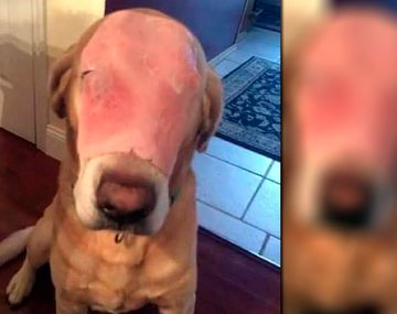 ¿Qué le pasó al perro que se hizo viral?