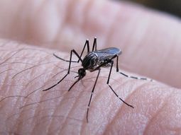Dengue: se registra un descenso en los casos por quinta semana
