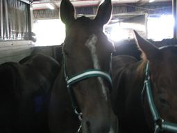 Desactivan una exportación de caballos sospechada de evasión fiscal y lavado