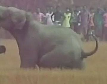 Espantaba a un elefante