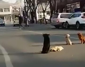 Perros callejeros hacen guardia para cuidar el cadáver de su amigo