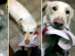 pepper, el perro hincha de river que delira con canciones de cancha pepper, el perro hincha de river que delira con canciones de cancha