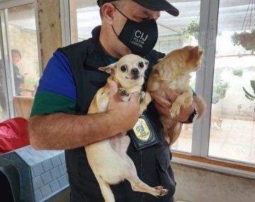 Rescataron perros chihuahuas de un criadero ilegal en Monte Castro