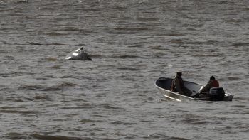 ballena en puerto madero: retoman el operativo para llevarla a aguas abiertas ballena en puerto madero: retoman el operativo para llevarla a aguas abiertas