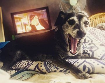 Les robaron a su perra y ofrecen $30 mil de recompensa: Estamos desesperados