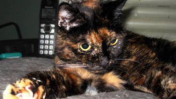 conoce al gato mas viejo del mundo conoce al gato mas viejo del mundo