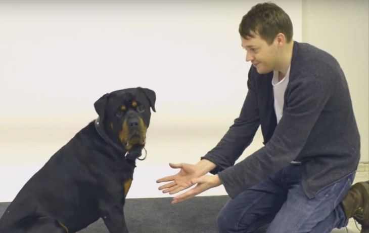 VIDEO: ¿Cómo reaccionan los perros ante un truco de magia?