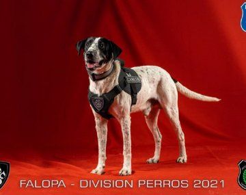 La Policía de Jujuy presentó su tropa de perros: uno de ellos se llama Falopa