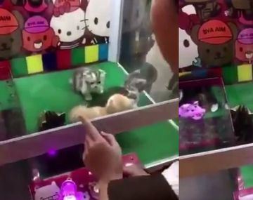 Indignación por la máquina de gatitos