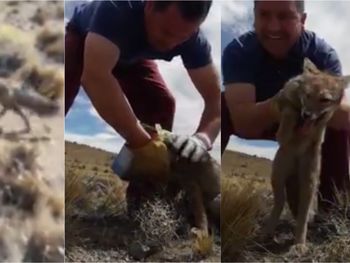 ¡Qué gratificante ayudar al que lo necesita!: salvó a un zorro de morir asfixiado