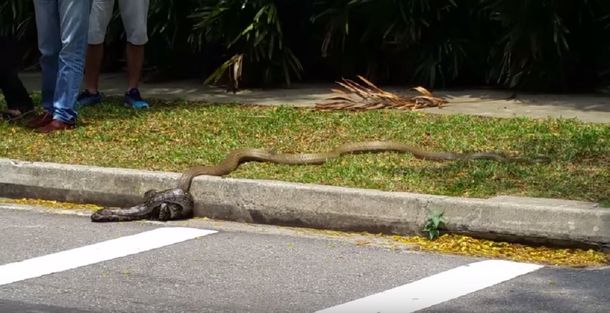VIDEO: La tremenda pelea mortal entre una cobra y una pitón