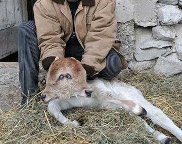Una vaca dio a luz a un ternero de dos cabezas