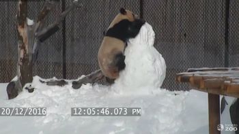 El panda disfrutó de la nieve El panda disfrutó de la nieve