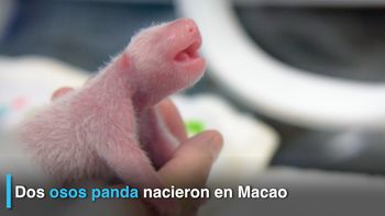 nacieron gemelos de oso panda gigante en china nacieron gemelos de oso panda gigante en china