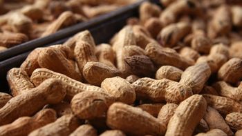 afip detecto contrabando de mani afip detecto contrabando de mani