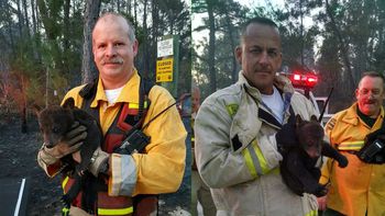 unos bomberos rescataron a una cria de oso de un incendio forestal unos bomberos rescataron a una cria de oso de un incendio forestal