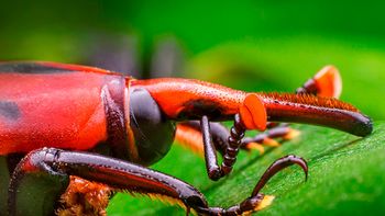 Picudo Rojo de las Palmeras Picudo Rojo de las Palmeras