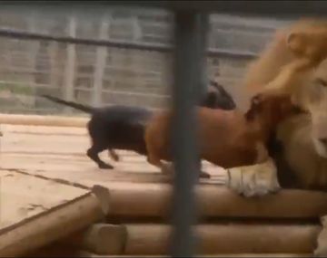 VIDEO: ¡Valientes! Dos perros salchicha atacaron ferozmente a un león