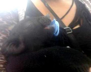 Una mujer fue a inscribir a un chanchito a la ANSES