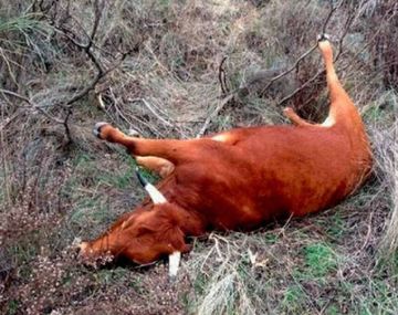 Misterio por las vacas sin lengua: apareció ganado mutilado con precisión láser