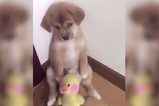 VIDEO: La tierna reacción de un perrito al ser retado que es viral en redes sociales