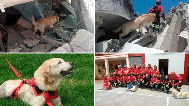Murió Dayko, el perro héroe que ayudó a rescatar sobrevivientes en Ecuador