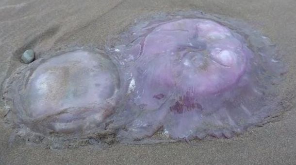 Alarma en el sur de Mar del Plata por extraña aparición