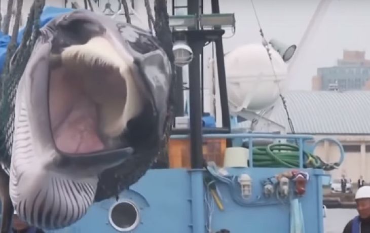 Japón vuelve a autorizar la caza de ballenas luego de 31 años