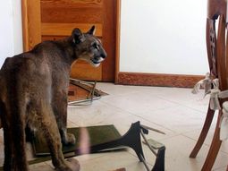 Encontraron a un puma adentro de una casa en Trelew