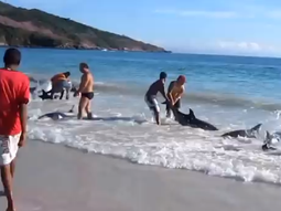 decenas de delfines se encallan en una playa de brasil decenas de delfines se encallan en una playa de brasil