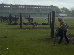 Tragedia en el Jockey Club de San Isidro: un rayo mató a cuatro yeguas y un cuidador terminó en el hospital Tragedia en el Jockey Club de San Isidro: un rayo mató a cuatro yeguas y un cuidador terminó en el hospital