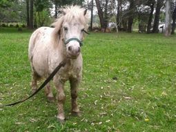 tenian un pony, se lo robaron y ofrecen recompensa: es imposible que este mejor que con nosotros tenian un pony, se lo robaron y ofrecen recompensa: es imposible que este mejor que con nosotros