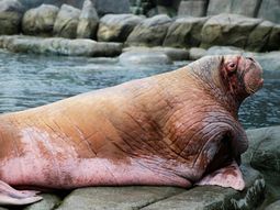 un hombre murio ahogado por sacarse una selfie con una morsa un hombre murio ahogado por sacarse una selfie con una morsa