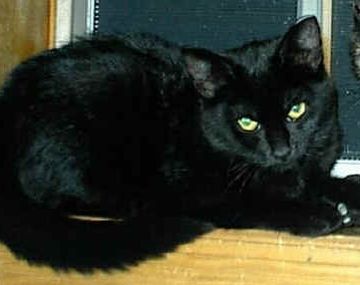 Gato negro