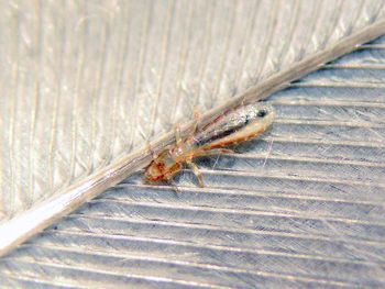 Qué son los bichitos negros que invadieron Buenos Aires