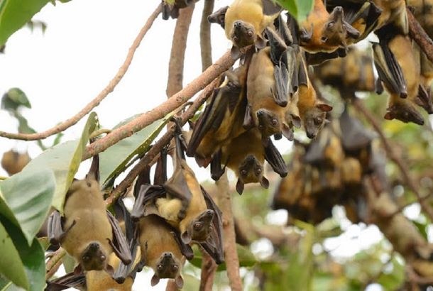 Tratamiento insólito: los murciélagos podrían ser la clave para terminar con el Ébola