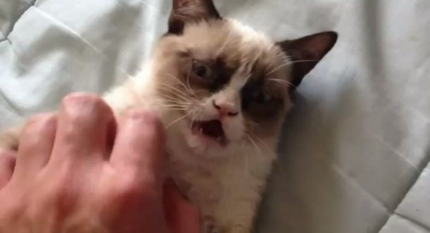 Un gato remolón que tiene cara de muy pocos amigos