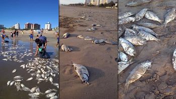preocupacion en la costa por peces muertos preocupacion en la costa por peces muertos