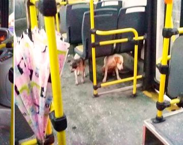 La imagen del colectivero héroe