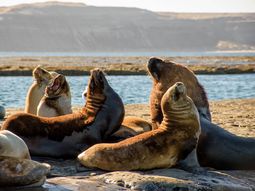 Los lobos marinos, en Puerto Pirámides Los lobos marinos, en Puerto Pirámides