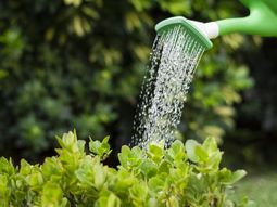 OSE levantó la prohibición de utilizar agua potable para actividades como regar, lavar el auto y lavar los patios. OSE levantó la prohibición de utilizar agua potable para actividades como regar, lavar el auto y lavar los patios.