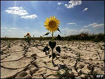 Girasol