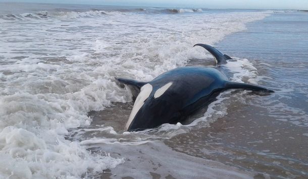 Mar Chiquita: salvaron a seis de las siete orcas varadas