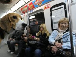 ¿nuevos pasajeros? evaluan que las mascotas puedan viajar en el subte ¿nuevos pasajeros? evaluan que las mascotas puedan viajar en el subte