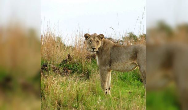 Ndira atacó a la mujer y la mató