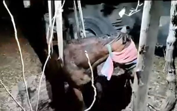Un caballo cayó a un pozo ciego: el impresionante operativo para rescatarlo