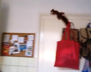 El espectacular escape de una ardilla encerrada en una cocina