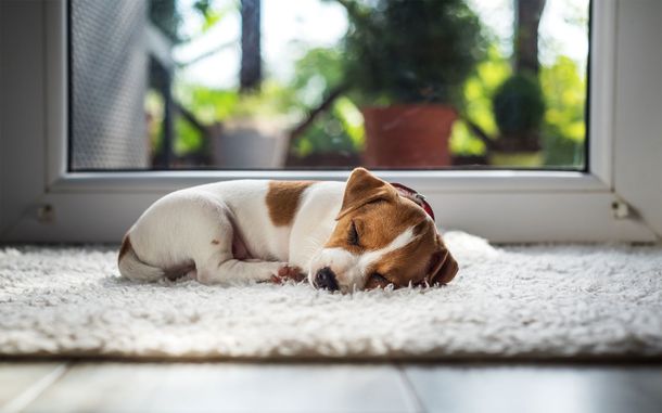 Test: Así se siente tu perro, según cómo duerme