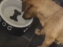 Un perro quiere comerse un hueso que no existe Un perro quiere comerse un hueso que no existe